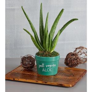 Harry & David 528982 Just Saying Aloe Plant Gift