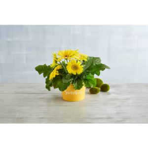 Harry & David 526369 Gerbera Daisy Plant Gift