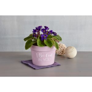 Harry & David 528981 I Be-Leaf in You Plant Gift
