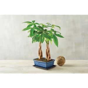 Harry & David 526367 Double Money Tree